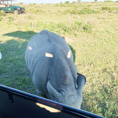Nashorn übersieht beim Fressen das Auto