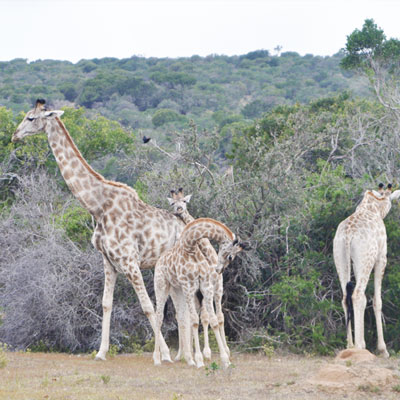 Giraffenfamilie