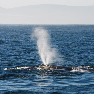 Wale beobachten in Hermanus