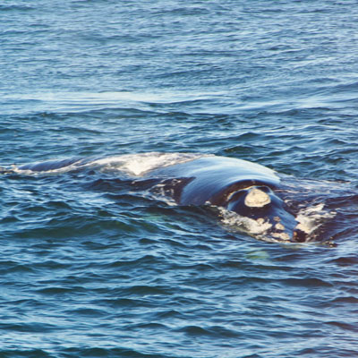 Southern Right Whale ganz nah am Boot