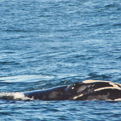 04 Southern Right Whale