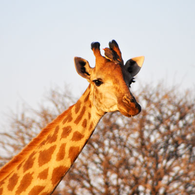 Gibt es wirklich: eine Giraffe mit Vogel