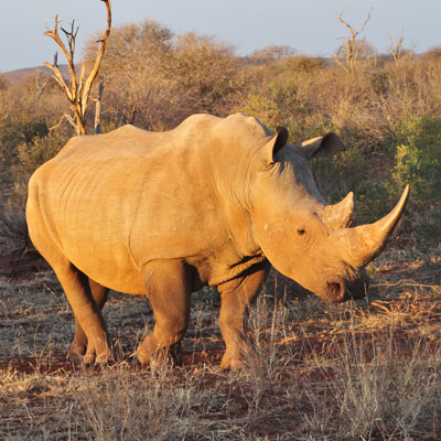 Nashorn ganz nah
