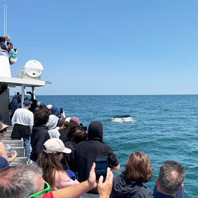 Walbeobachtungstour vor Cape Cod